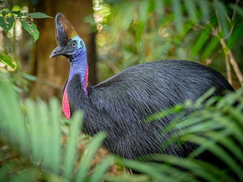 Southern cassowary in rainforest foliage